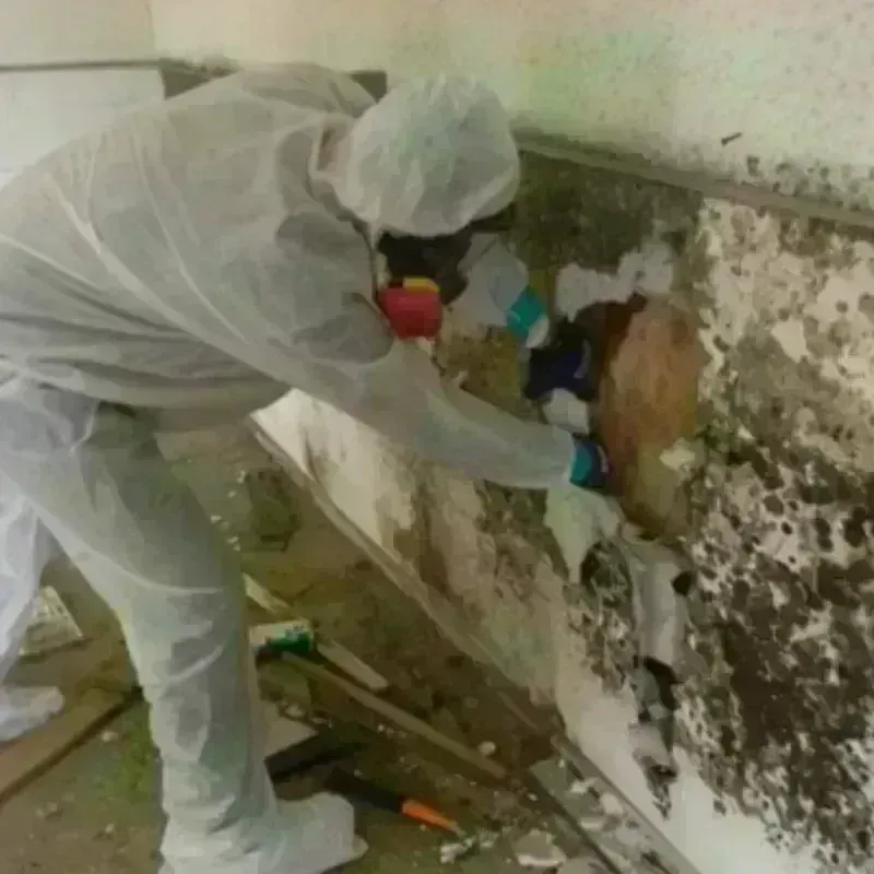 Mold Remediation and Removal in Yeagertown, PA